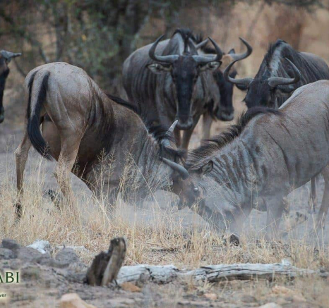 50Terry Ennever Wildebeest 201858 Final 50Terry Ennever Wildebeest 201858 Final
