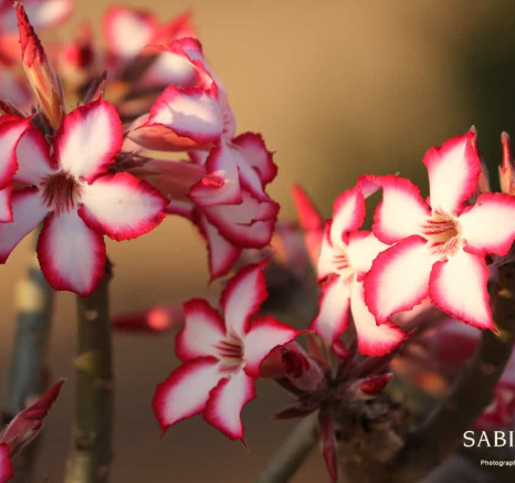 05Steff McWilliam Impala Lily 28072019 Final