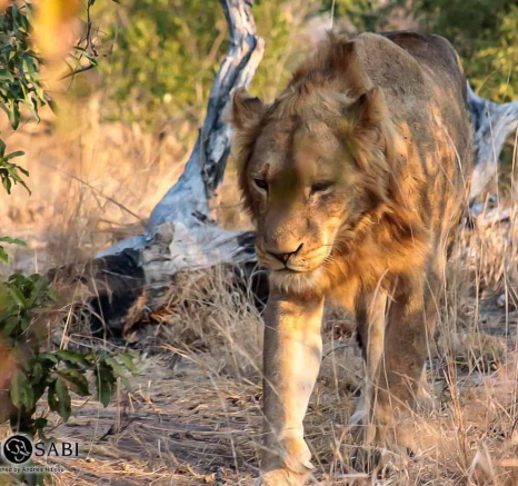 25Andries Ndlovu Lions 29082019 1 Final