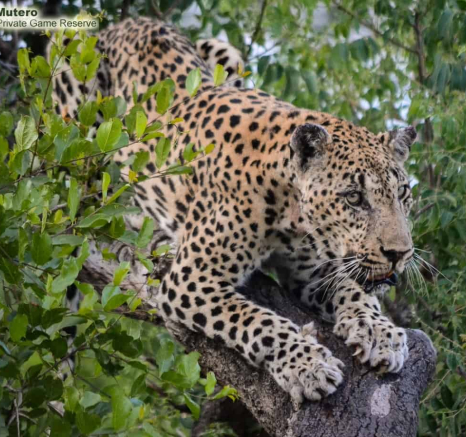 17 Ronald Mutero Leopard 04012020 3 17 Ronald Mutero Leopard 04012020 3