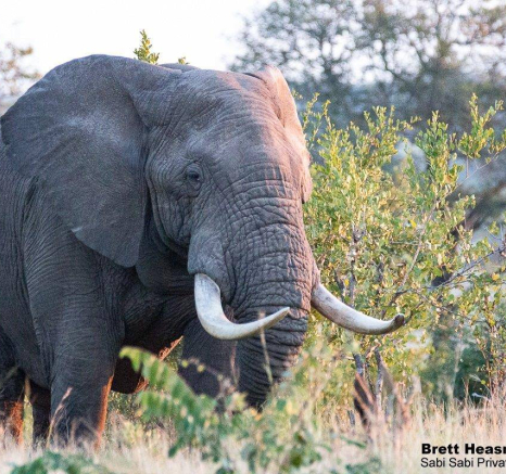 33Brett Heasmna Elepehant 17042020 4 Final