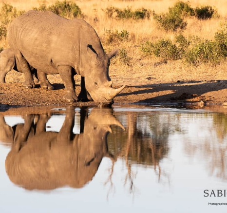 04Kevin Van Der Linde Talamati Lions And Rhino 15062019 Sigma 70 200 F2.8 3 Final 04Kevin Van Der Linde Talamati Lions And Rhino 15062019 Sigma 70 200 F2.8 3 Final
