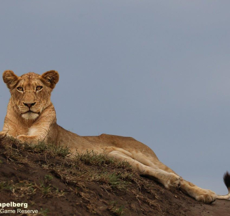 A48Coenraad Stapelberg Styx 061222 2 Final