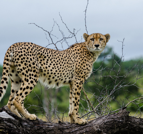 Cheetah 7 Cheetah 7