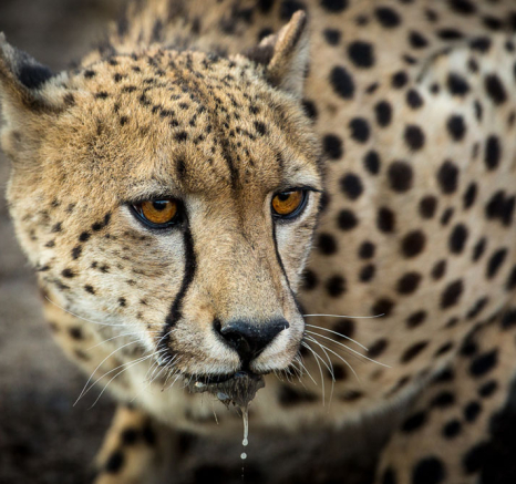 Lance Cheetah Male 4