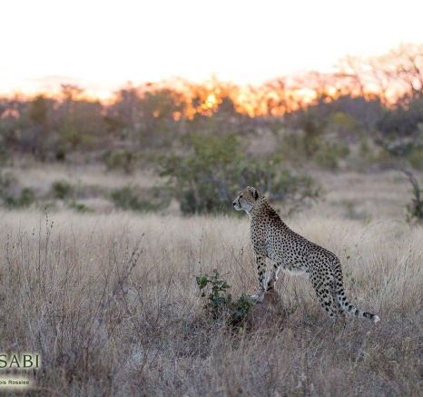 34Franscois Rosslee Cheetah2 Final 34Franscois Rosslee Cheetah2 Final