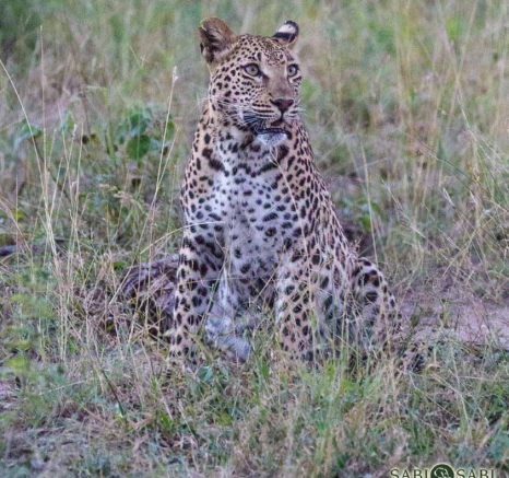 07Greg Heasman Female Leopard Ntsumi 23 05 18 1 Final 07Greg Heasman Female Leopard Ntsumi 23 05 18 1 Final