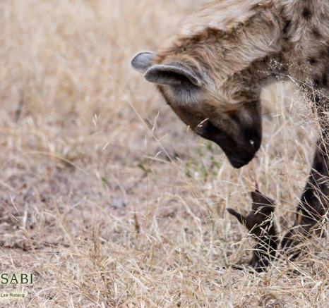 38Kerry Lee Roberg Hyena Mongoose Final 38Kerry Lee Roberg Hyena Mongoose Final