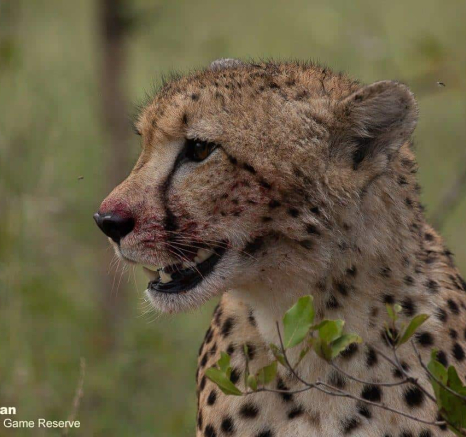 25Brett Heasman Cheetah 26042020 Final 25Brett Heasman Cheetah 26042020 Final