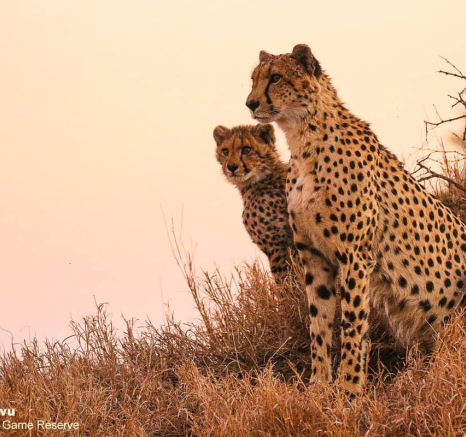 11andries Cheetah 140720 3 Final 11andries Cheetah 140720 3 Final