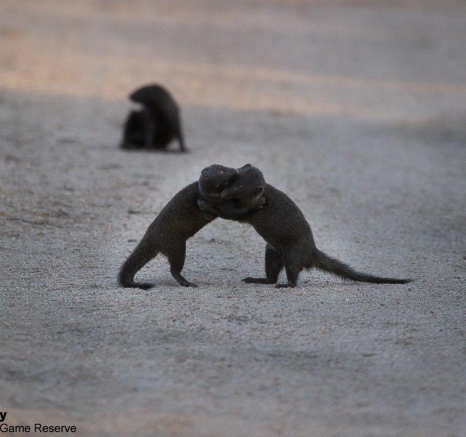 39Louise Murray Dawf Mongoose 27022021 2 FINAL