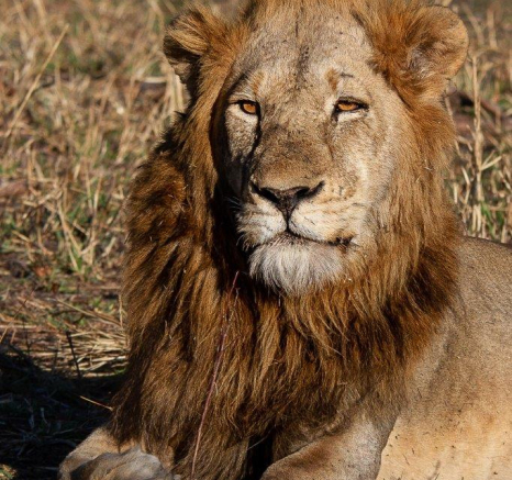 41Amy Leigh Lion Nwas 1 180721 Final