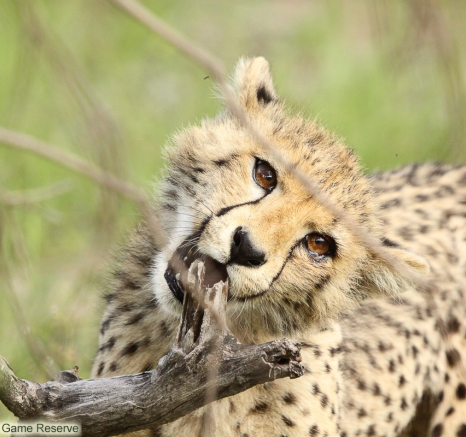 A37Erin Herbst Cheetah 211221 Final A37Erin Herbst Cheetah 211221 Final
