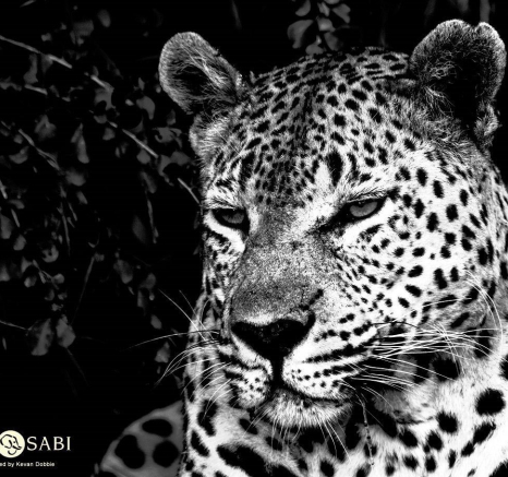 09Kevan Dobbie Max 2505.4 Final