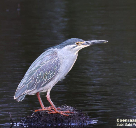 A31Coenraad Stapelberg Green Backed Heron 151022 5 Final A31Coenraad Stapelberg Green Backed Heron 151022 5 Final