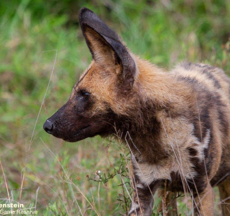 A17Daniel Greyvenstein Wild Dogs 171122 6 Final A17Daniel Greyvenstein Wild Dogs 171122 6 Final