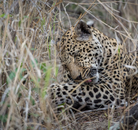 Mike Palmer Nottins Cub 3