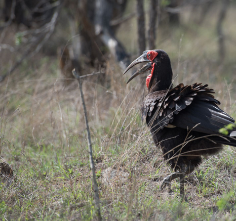 Mike Palmer Ground Hornbill 2 Mike Palmer Ground Hornbill 2