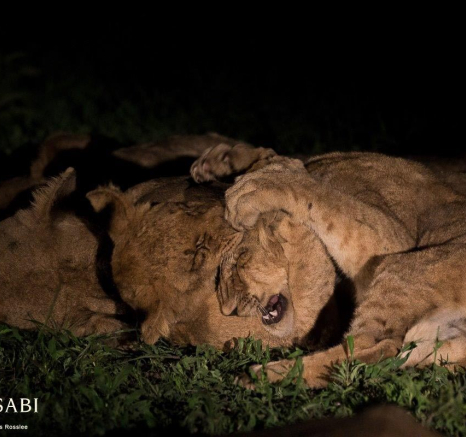 10Franscois Rosslee Cub Playing Final 10Franscois Rosslee Cub Playing Final