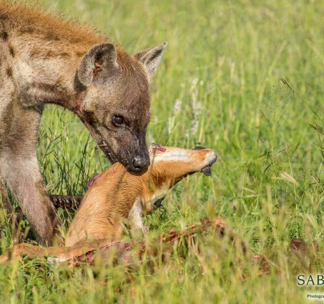 33Kyle 01 Feb 2017 Hyena Kill 13 Final 33Kyle 01 Feb 2017 Hyena Kill 13 Final