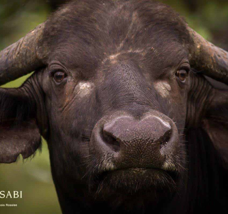 19Franscois Rosslee Buff 03012018 Final 19Franscois Rosslee Buff 03012018 Final