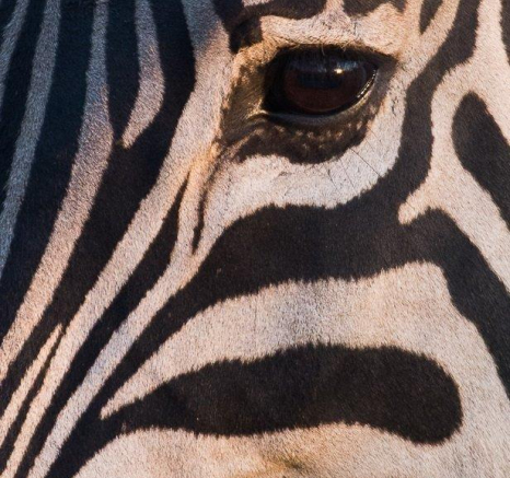 40Terry Ennever Zebra Eye Final 40Terry Ennever Zebra Eye Final