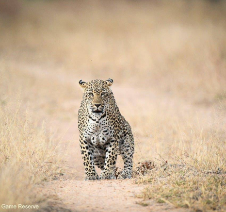 10Ally Ross 202000609 Scotia And Cub 03  Final