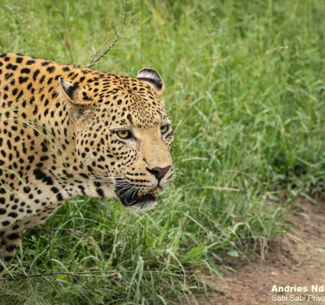 26andries Leopard.whitedam 160221 1 Final 26andries Leopard.whitedam 160221 1 Final
