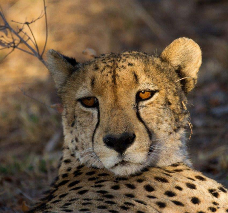 15Franscois Rosslee Cheetah1 15Franscois Rosslee Cheetah1