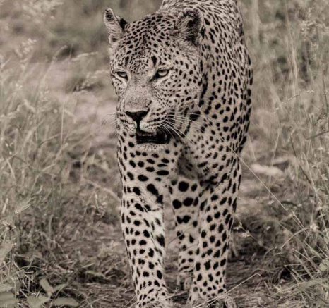 34Kevan Dobbie Max 200218 5 Final