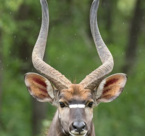 05Kyle 6 Dec Nyala Bull Final