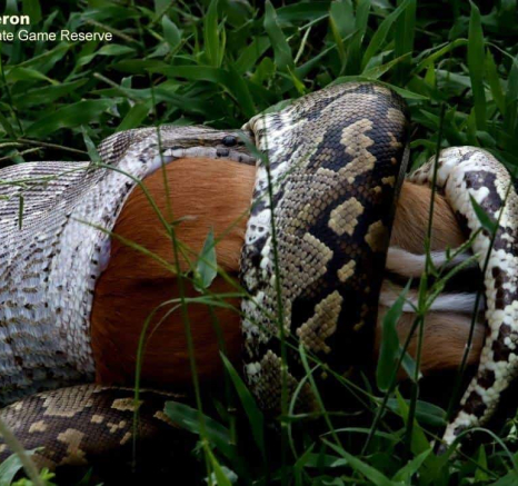 22Bianca Theron Rock Python Impala 6 Final 22Bianca Theron Rock Python Impala 6 Final