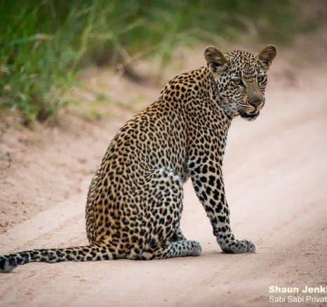 35Scotia And Cub Shaun Jenkinson 18 02 2020 Normal Res Final 35Scotia And Cub Shaun Jenkinson 18 02 2020 Normal Res Final