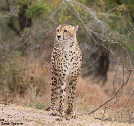 14Greg Heasman Male Cheetah 170620 3 Final 14Greg Heasman Male Cheetah 170620 3 Final