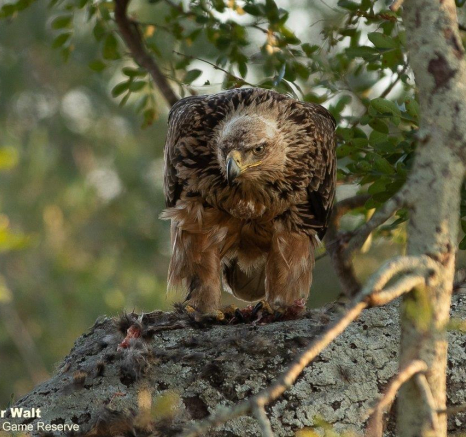 24Tyron Van Der Walt Tawny Eagle W Genet Kill 280520 3 Final