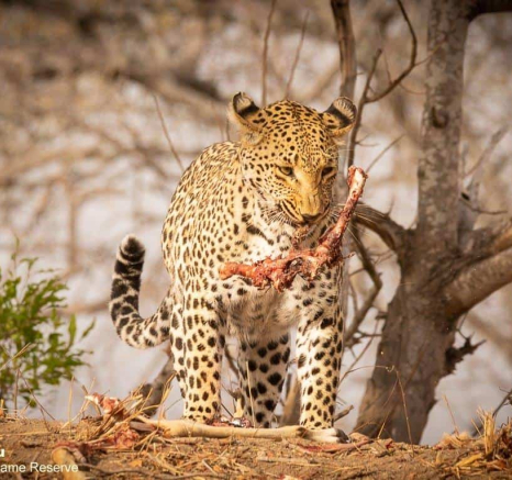 49andries Leopard.ntsumi 150920 4 Final 49andries Leopard.ntsumi 150920 4 Final