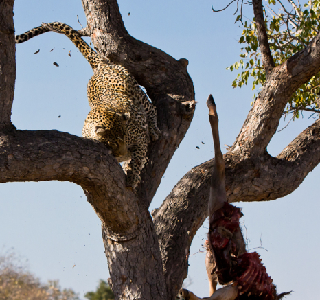 Arboreal Acrobat 9 Arboreal Acrobat 9