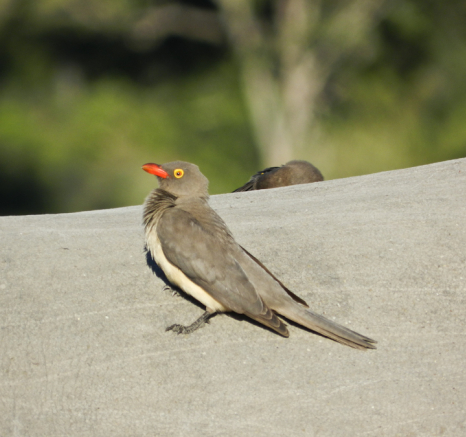 Red Billed Oxpecker Red Billed Oxpecker