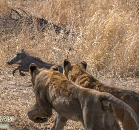 18Kyle 16 Aug Lion Hunt 15 Final 18Kyle 16 Aug Lion Hunt 15 Final