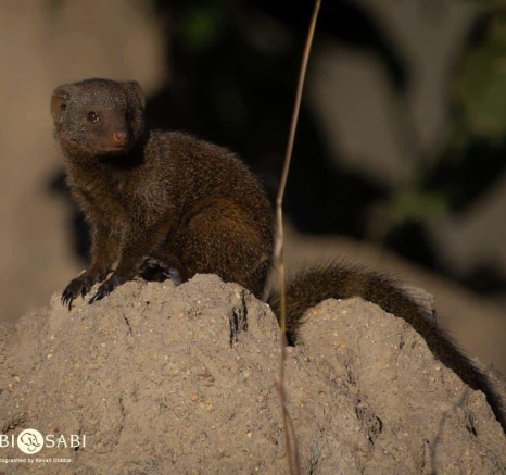 40Kevan Dobbie Dwarf Mongoose 090618 Final