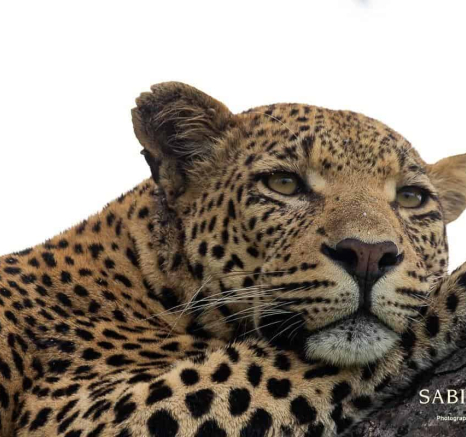 11Louise Murray White Dam 28022019 3 Final