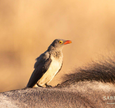 31Frederik Aucamp Red Billed Oxpecker 19 06 2019 Final 31Frederik Aucamp Red Billed Oxpecker 19 06 2019 Final