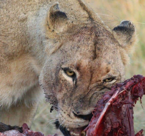 38Louise Murray Manghnei 26032020 Final 38Louise Murray Manghnei 26032020 Final