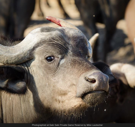 10628794 737008543013466 4831212557910514767 O