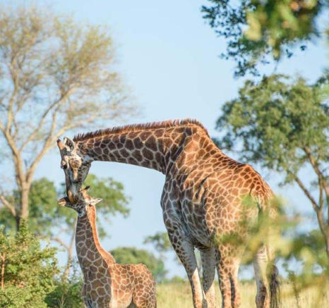 Mike Palmer Giraffes Mike Palmer Giraffes