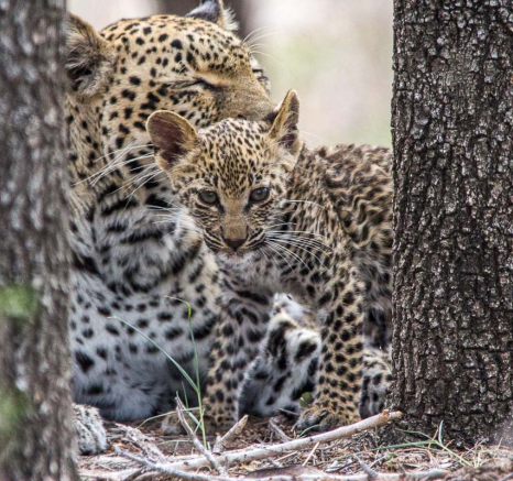 07Franscois Rosslee Ingwelbc4