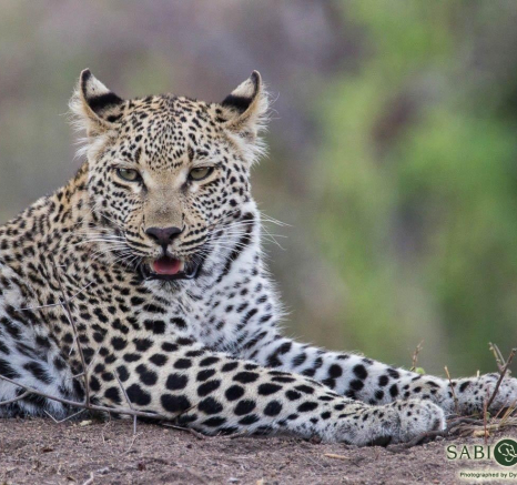 09Dylan Leo Smith Little Bushes Cub 5 Final