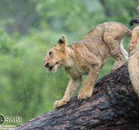 05Terry Ennever Lion Cubs 8117 Final 05Terry Ennever Lion Cubs 8117 Final