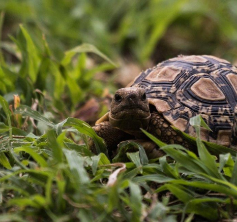 03Kevan Dobbie Leopard Tortoise 1309 Final 03Kevan Dobbie Leopard Tortoise 1309 Final