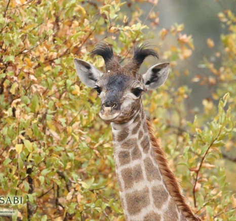 34Steff McWilliam Baby Giraffe 09062019 Final 34Steff McWilliam Baby Giraffe 09062019 Final